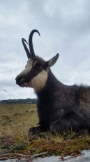 Chasse chamois