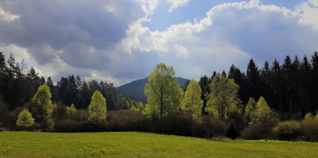 Magnifique chasse des Vosges du nord