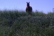 Gardien propriété equestre domaine de chasse