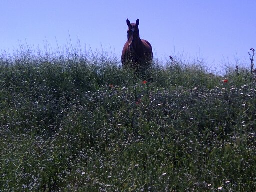 Gardien propriété equestre domaine de chasse