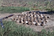 Chasse des cailles aux chiens d'arrêt en Roumanie