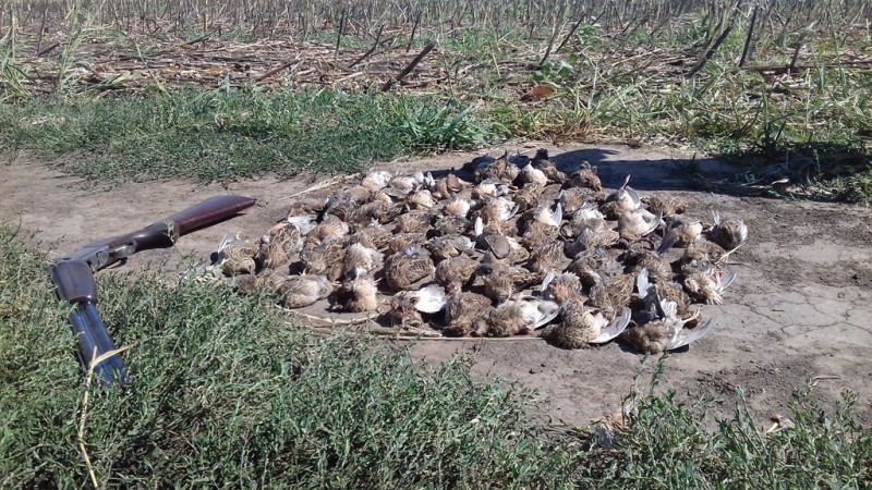 Chasse des cailles aux chiens d'arrêt en Roumanie