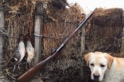 Action : très belle chasse en Camargue