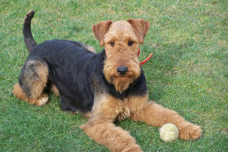 Chiots airedale terrier lof origine chasse