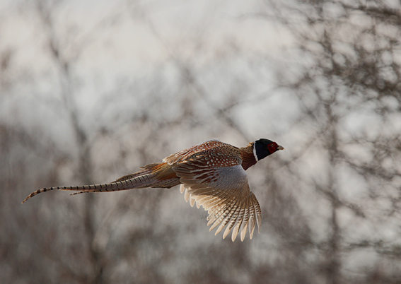 Technicien elevage gibiers / garde chasse