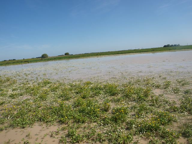 Marais de chasse aménagé en marais vendée