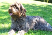 CHIOTS GRIFFON KORTHAL