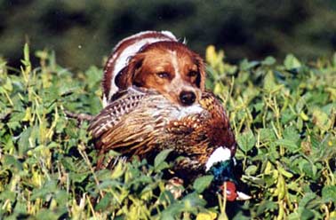 Chasse chien d'arrêt plaine du forez