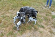 Chiots Braque d'Auvergne