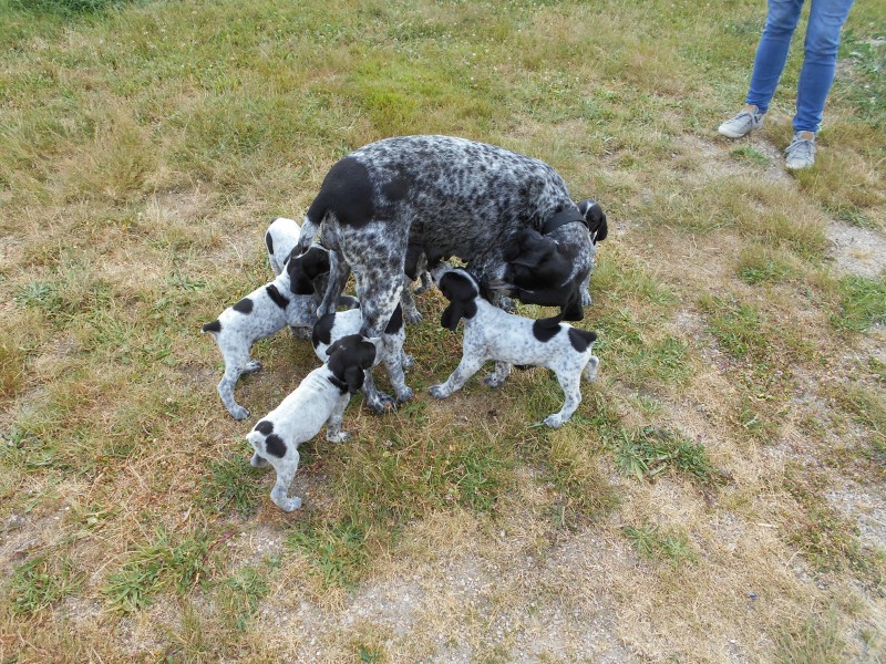 Chiots Braque d'Auvergne