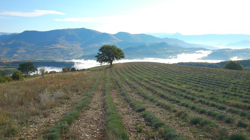 Chasse en moyenne montagne