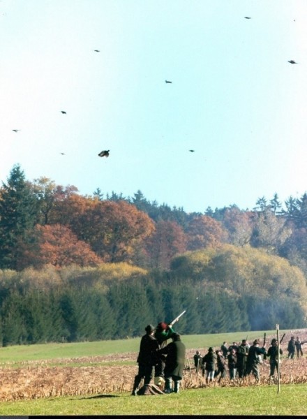 Chasse aux faisans en battue