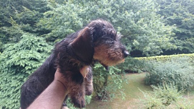 Chiots teckels poils durs standards