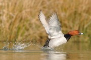 Chasse gibier d eau en brenne