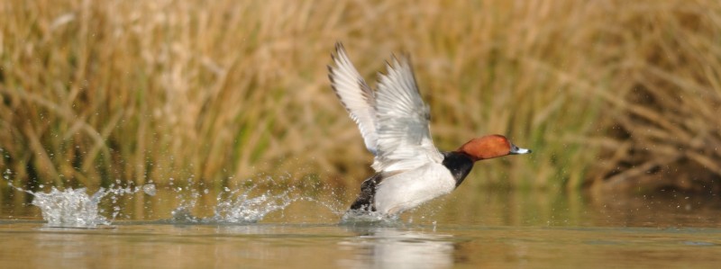 Chasse gibier d eau en brenne