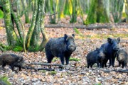 Action Chasse Grand Gibier Yonne