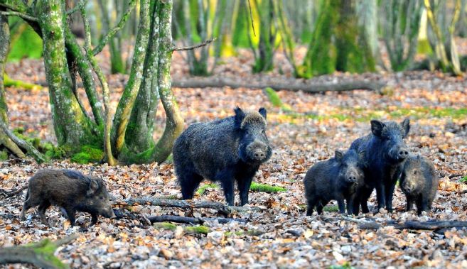 Action Chasse Grand Gibier Yonne