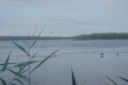 Chasse en Camargue