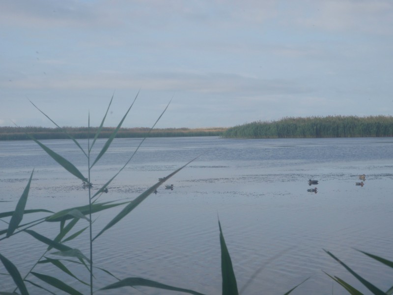 Chasse en Camargue