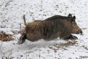 Chasse aux grands gibiers en parc