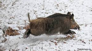 Chasse aux grands gibiers en parc