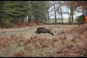 Séjour de 3 jours de chasse aux grands gibier