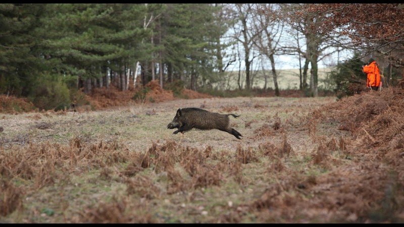 Séjour de 3 jours de chasse aux grands gibier