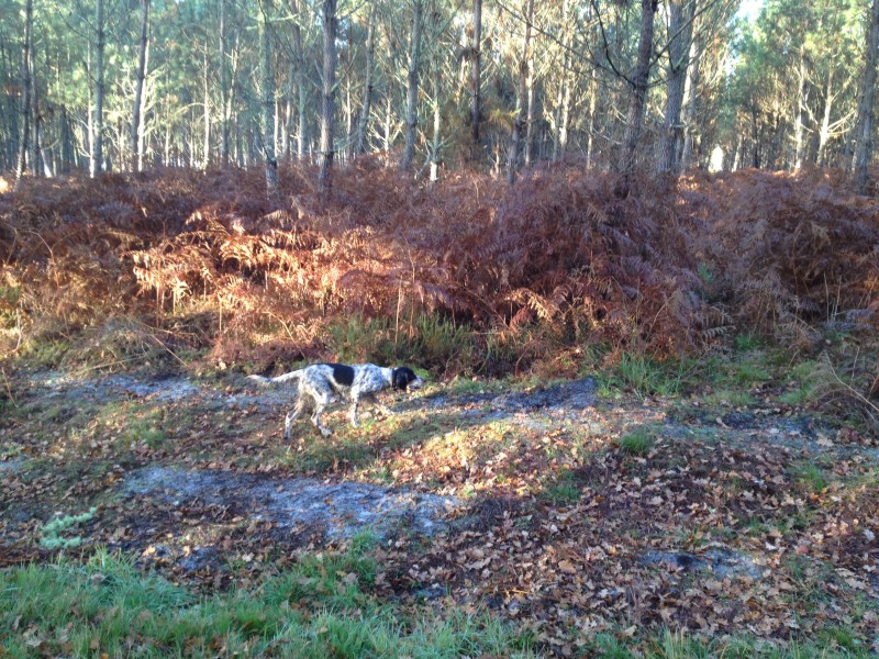 Actions chasse Petit Gibier