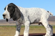 Chiots mâles Braques d'Auvergne inscrits au LOF: