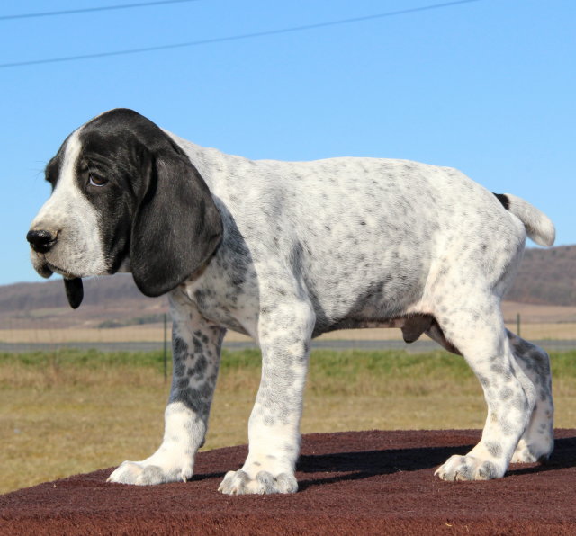 Chiots mâles Braques d'Auvergne inscrits au LOF: