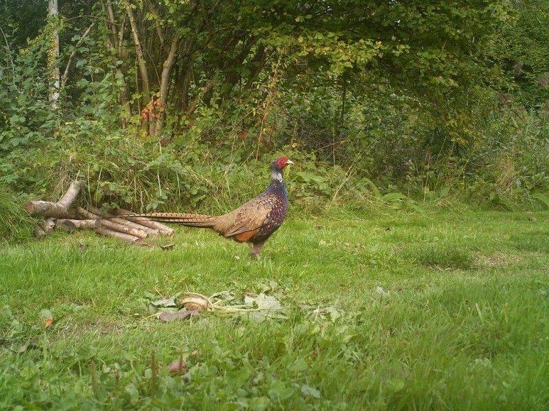 Chasse aux chiens d'arrêt