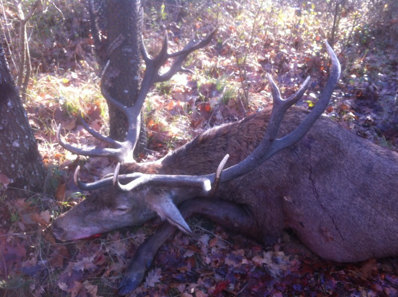 ACTION DE CHASSE CERVIDES POUR 6 JOURNEES