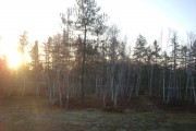 Foret de Fontainebleau