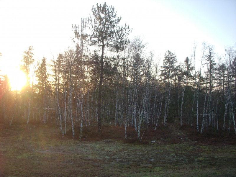 Foret de Fontainebleau