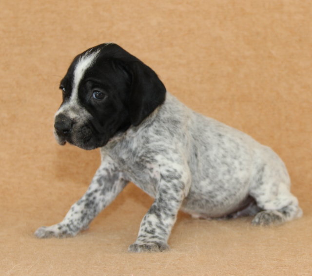 Chiots Braque bleu d'Auvergne LOF à réserver: