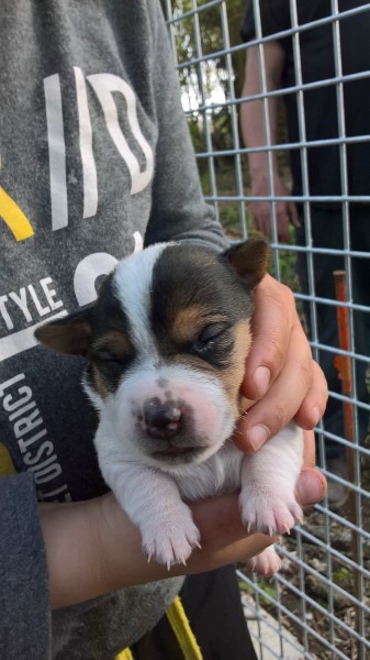 4 chiots jack russel terrier males