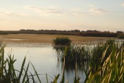 Chasse en Camargue