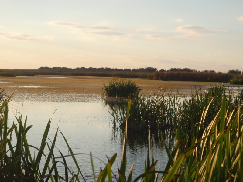 Chasse en Camargue