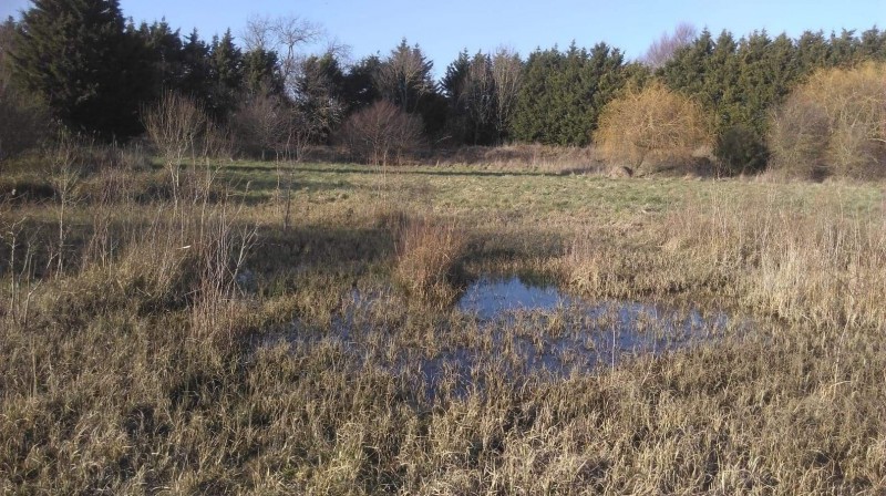 Le marais du nemrod en baie de somme