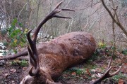 Chasse au cerf sanglier chevreuil