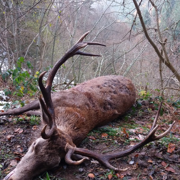 Chasse au cerf sanglier chevreuil