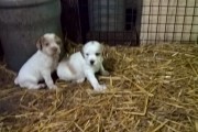 Chiots epagneul breton