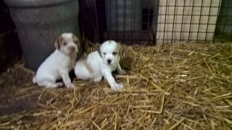 Chiots epagneul breton