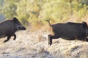 Chasse en parc aux grands gibiers