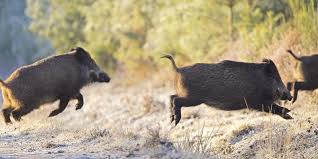 Chasse en parc aux grands gibiers