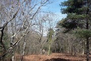 Sologne journée chasse aux sangliers