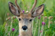 Journée de chasse Domaine du Vau Rozet 37