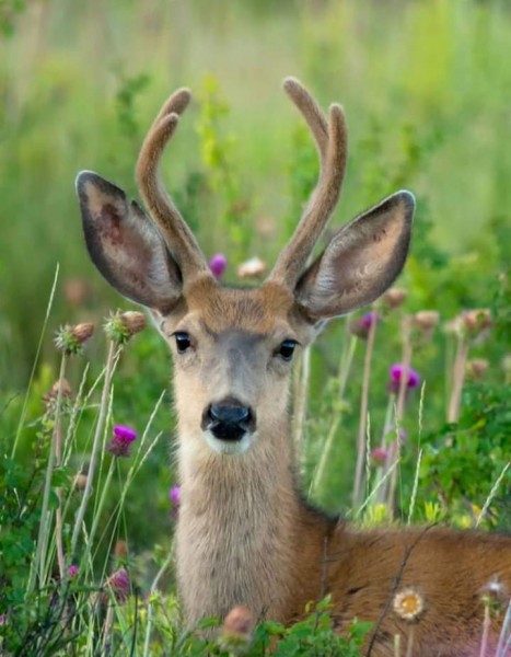 Journée de chasse Domaine du Vau Rozet 37