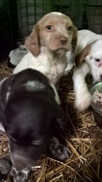 3 chiots epagneul breton