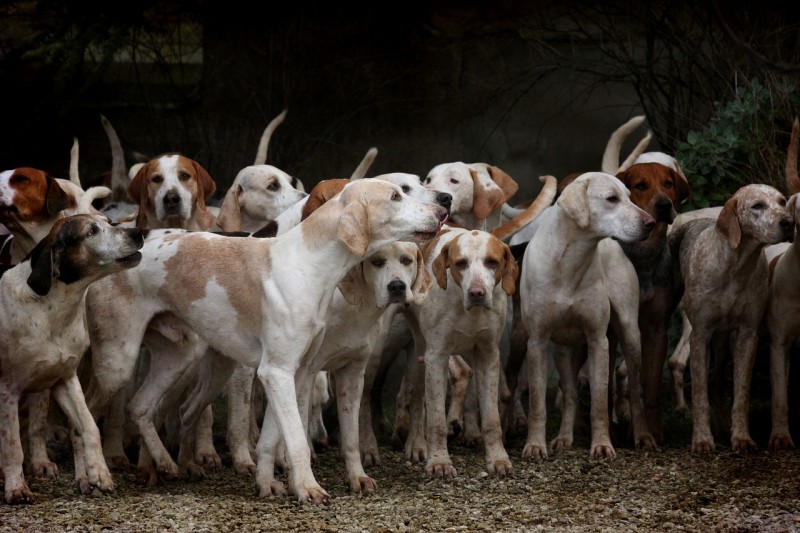 Action de chasse - Grand gibier - Laval